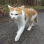 YOLO CAT
