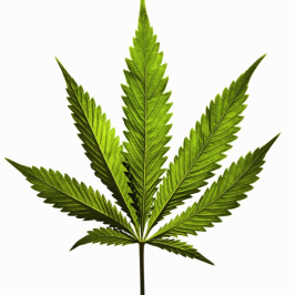 CANNABIS