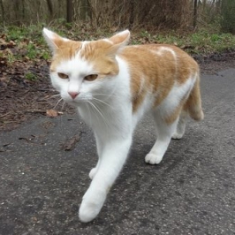 YOLO CAT
