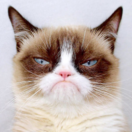 GRUMPY CAT